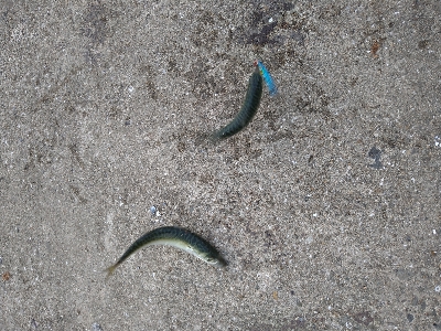 タコボウズ豆サバ祭