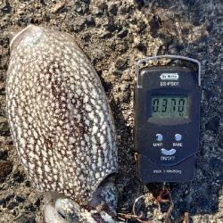 モンゴウには会えず