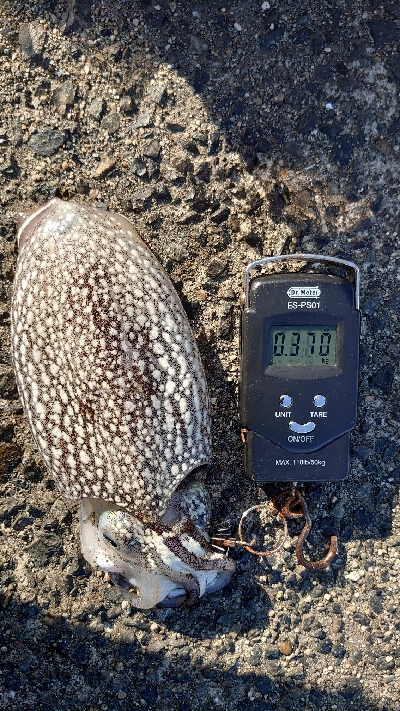 モンゴウには会えず