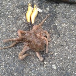 大物かと思いきや