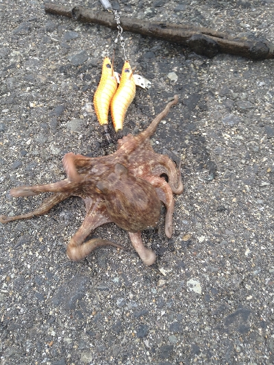 大物かと思いきや