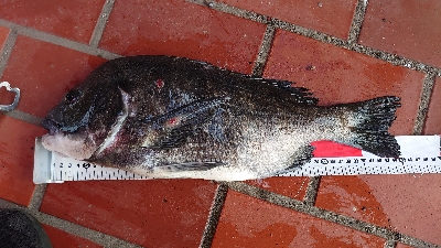 カンダイばらし…