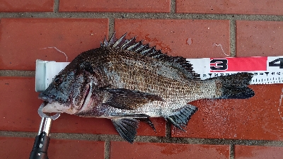 今期初の年無し