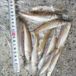 苅屋海岸のキス釣り