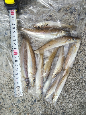 苅屋海岸のキス釣り