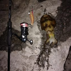 春終盤エギング