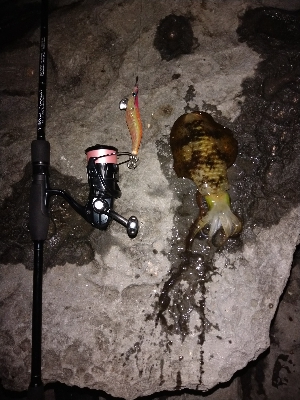 春終盤エギング