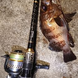 ゴロタでメバル(渋)