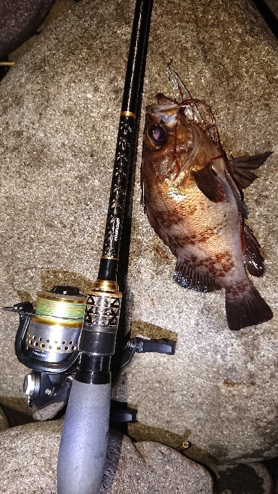 ゴロタでメバル(渋)