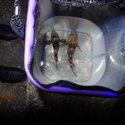 小さいけど短時間で