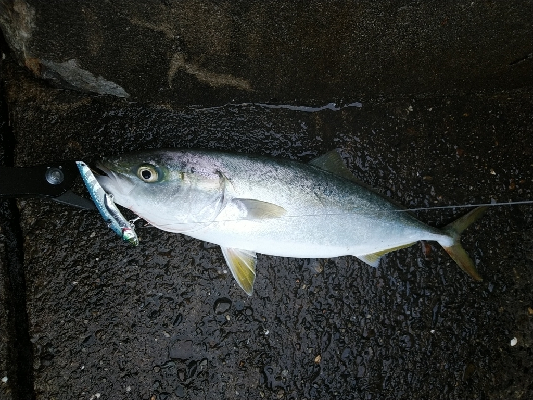 ハマチ釣れてます♪