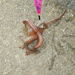 日中でも釣れます♪