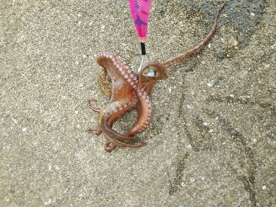 日中でも釣れます♪