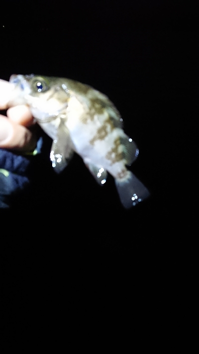 まだ、濁りあり。