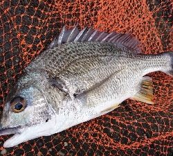 また チャイロマハタ