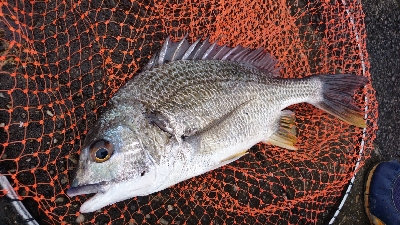 また チャイロマハタ