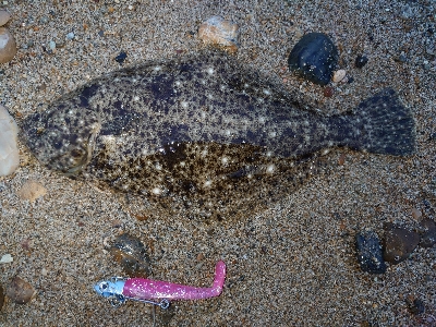 チニング→フラットフィッシュ