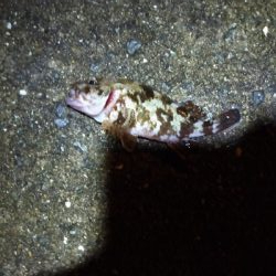 のんびり根魚釣り