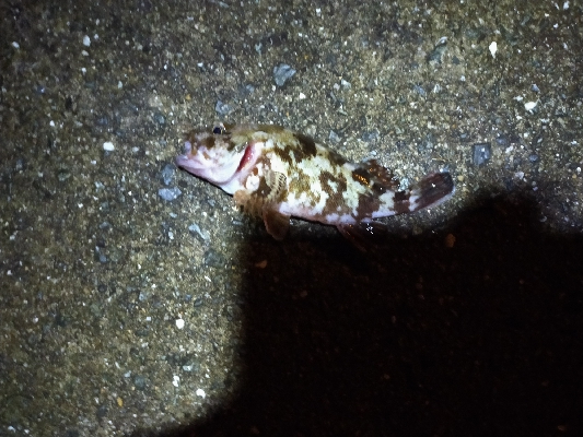 のんびり根魚釣り