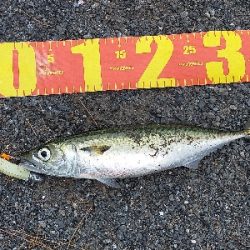 サバの回遊あり