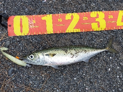 サバの回遊あり