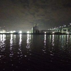 今年初　グレ調査