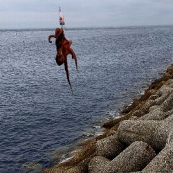 タコ釣り