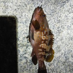 ロックフィッシュとアジング