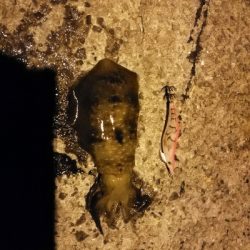 春終わりの夏エギング