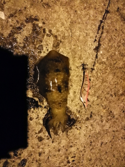 春終わりの夏エギング