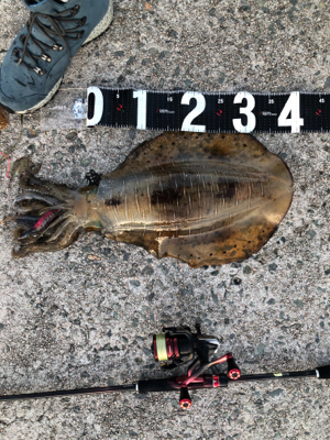 仕事帰りのエギング！