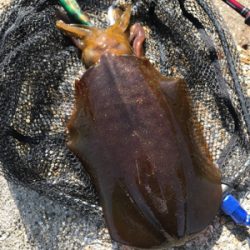 狙ってアオリイカ  GET＼(^o^)／