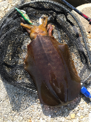 狙ってアオリイカ  GET＼(^o^)／