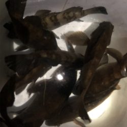 深夜ちょこっとメバリング