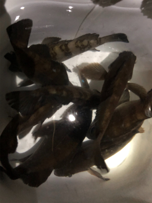 深夜ちょこっとメバリング