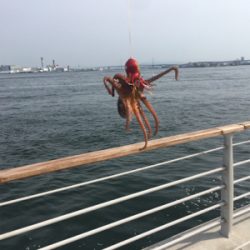 続・タコだけは裏切らない。。。小さいけど。。