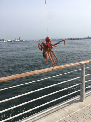 続・タコだけは裏切らない。。。小さいけど。。