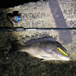 メモリアルフィッシュ