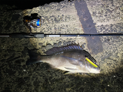 メモリアルフィッシュ