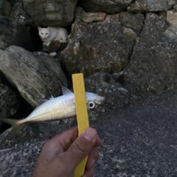 危険と隣合わせのアジング。