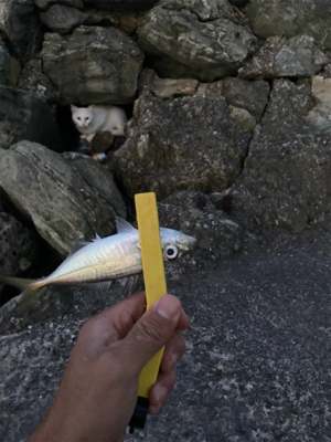 危険と隣合わせのアジング。