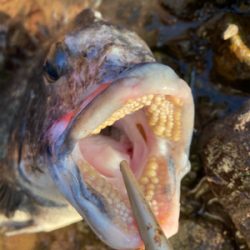 アジングロッドで良型チヌゲット!!