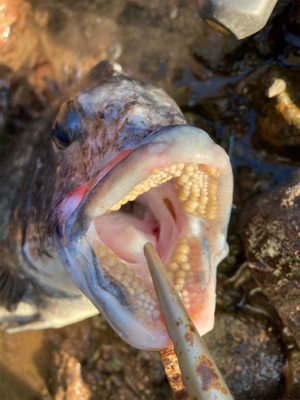 アジングロッドで良型チヌゲット!!