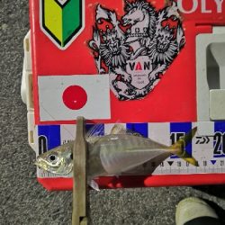 アジング練習　301　夜もサバだらけです