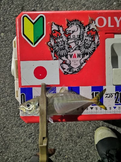 アジング練習　301　夜もサバだらけです