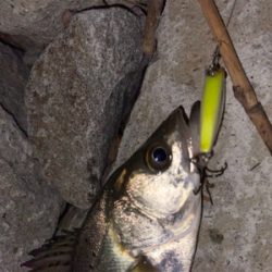 今日もチーバス