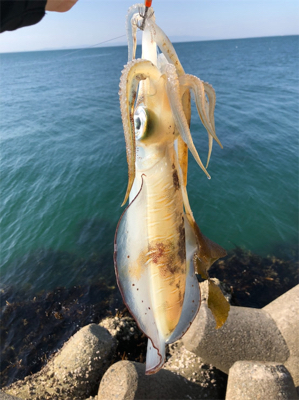 大阪南端でエギング第2弾