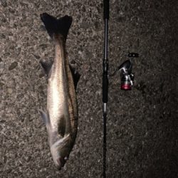 ナイトシーバス