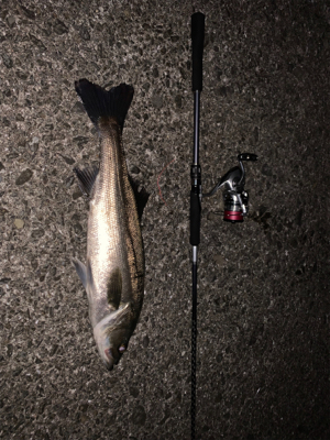 ナイトシーバス