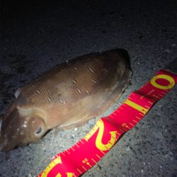 まさかのアオリイカ